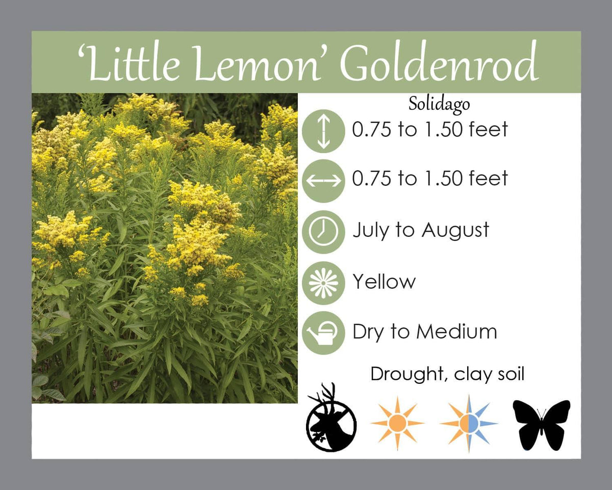 G804 Solidago 'little Lemon' - View 17 from www redcrocus com