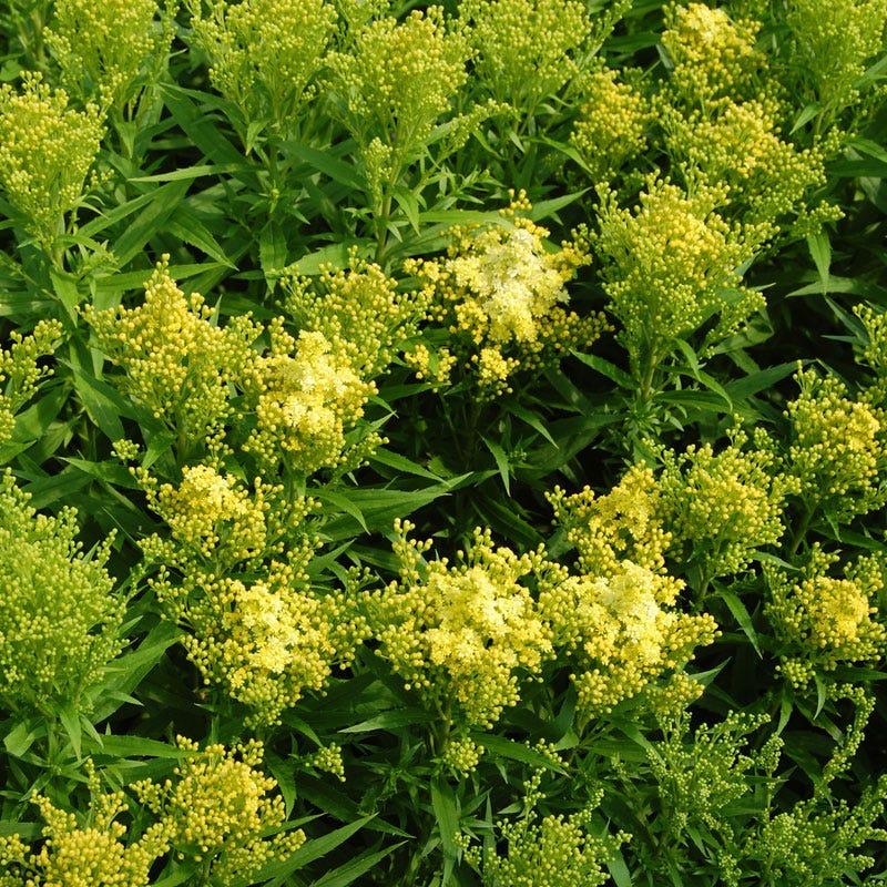 G804 Solidago 'little Lemon' - View 18 from www redcrocus com