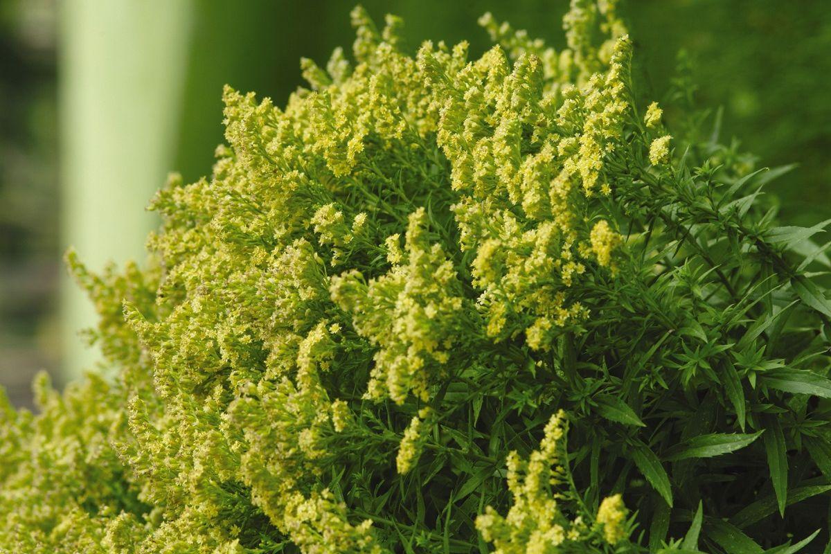 G804 Solidago 'little Lemon' - View 19 from www redcrocus com