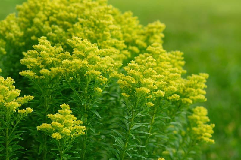 G804 Solidago 'little Lemon' - View 1 from www redcrocus com