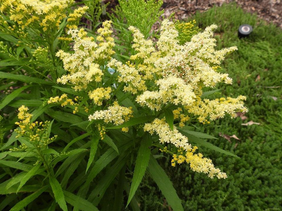G804 Solidago 'little Lemon' - View 20 from www redcrocus com