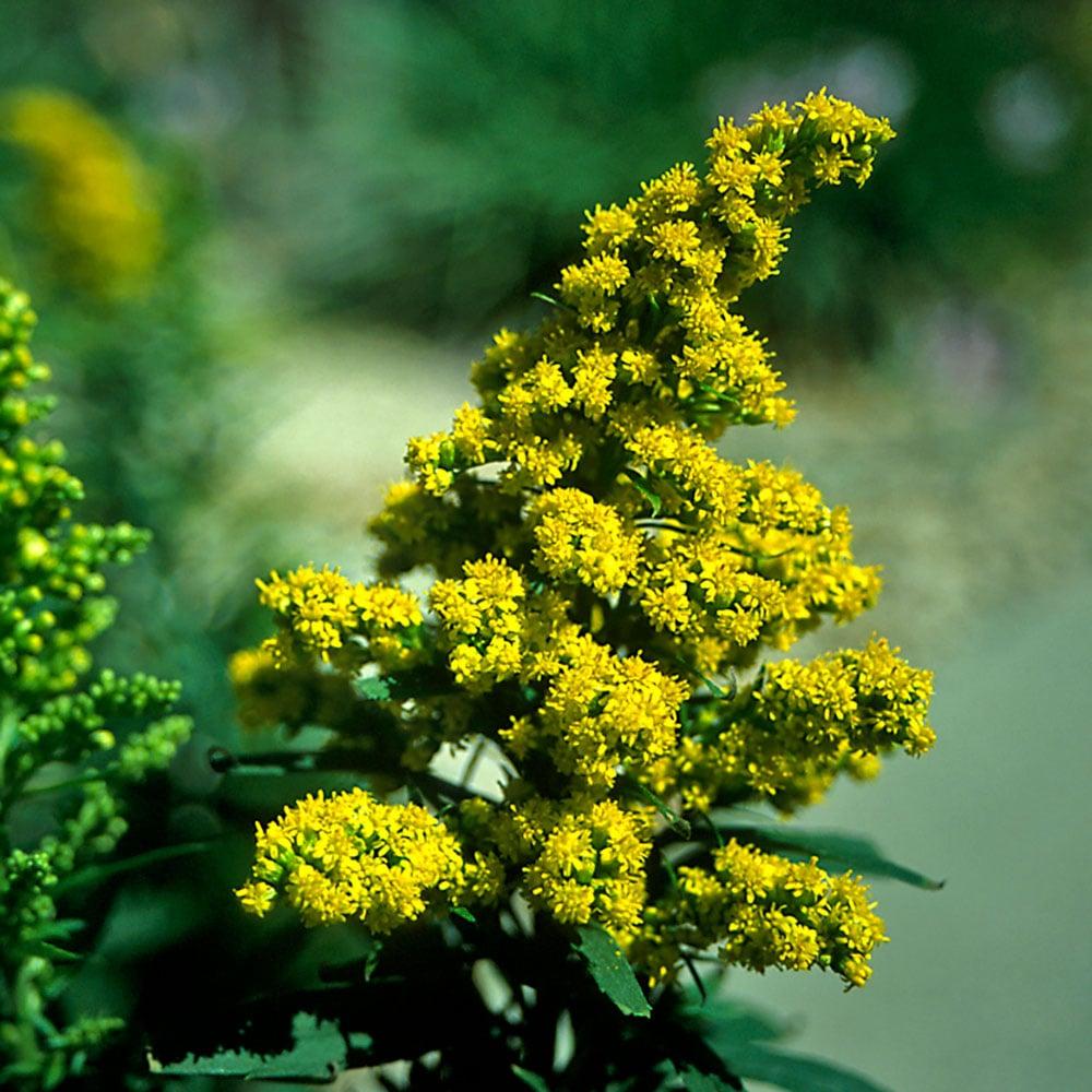 G804 Solidago 'little Lemon' - View 21 from www redcrocus com