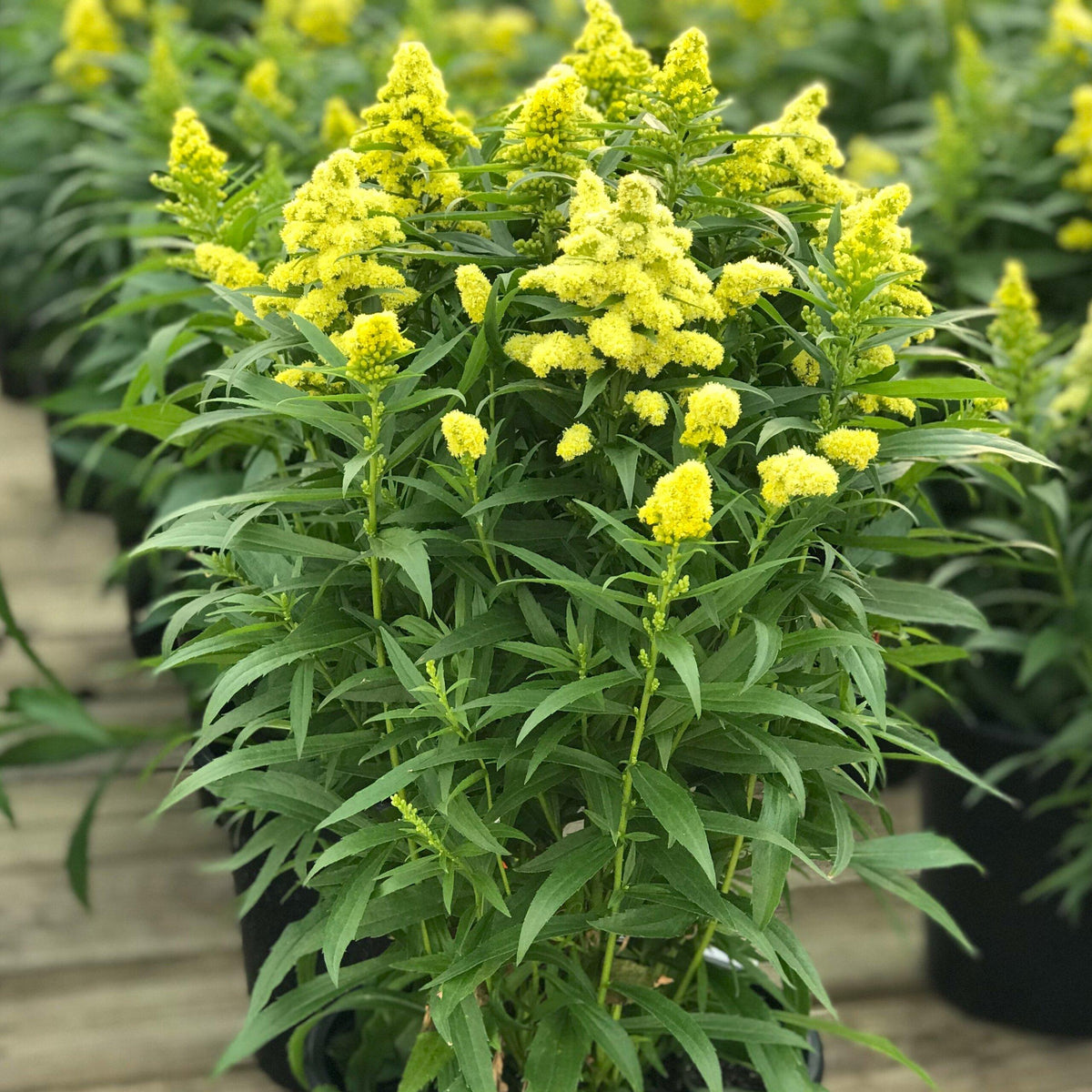 G804 Solidago 'little Lemon' - View 24 from www redcrocus com