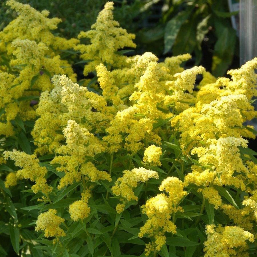 G804 Solidago 'little Lemon' - View 25 from www redcrocus com