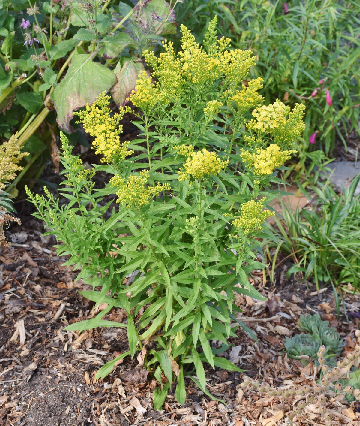 G804 Solidago 'little Lemon' - View 26 from www redcrocus com