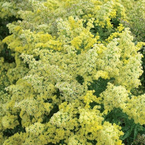 G804 Solidago 'little Lemon' - View 27 from www redcrocus com
