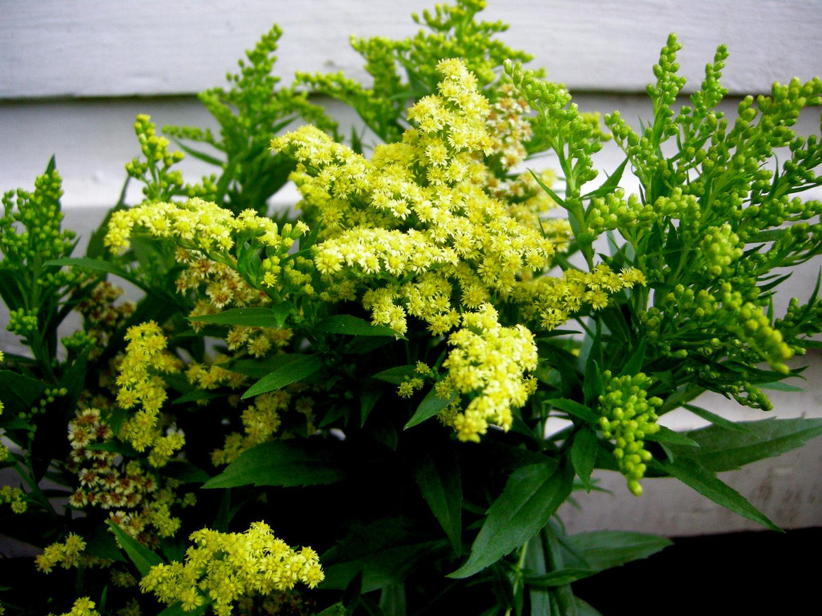 G804 Solidago 'little Lemon' - View 28 from www redcrocus com
