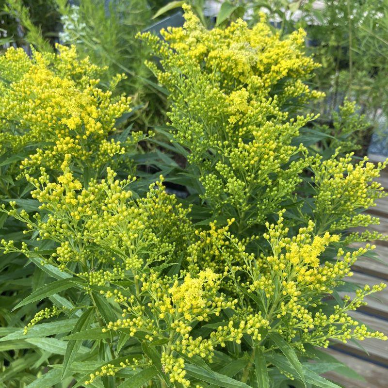 G804 Solidago 'little Lemon' - View 29 from www redcrocus com