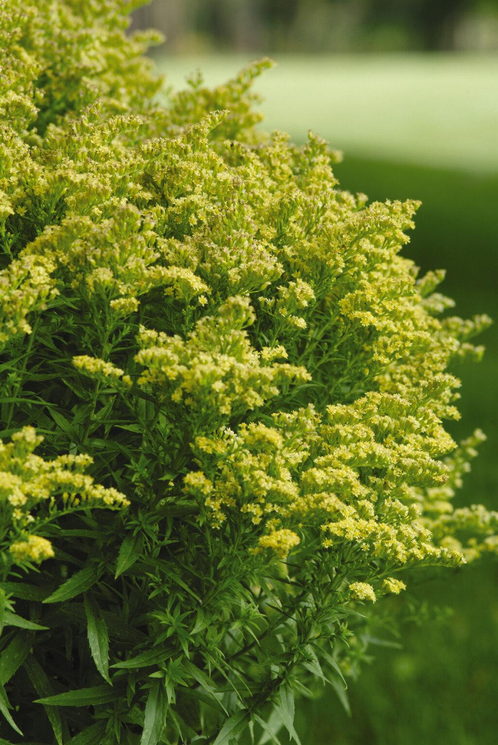 G804 Solidago 'little Lemon' - View 2 from www redcrocus com