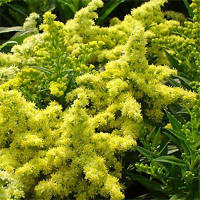 G804 Solidago 'little Lemon' - View 31 from www redcrocus com