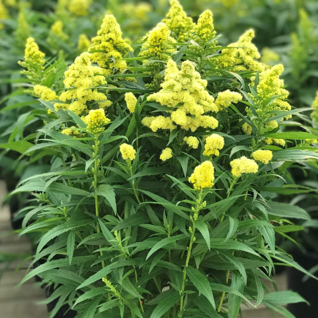 G804 Solidago 'little Lemon' - View 32 from www redcrocus com