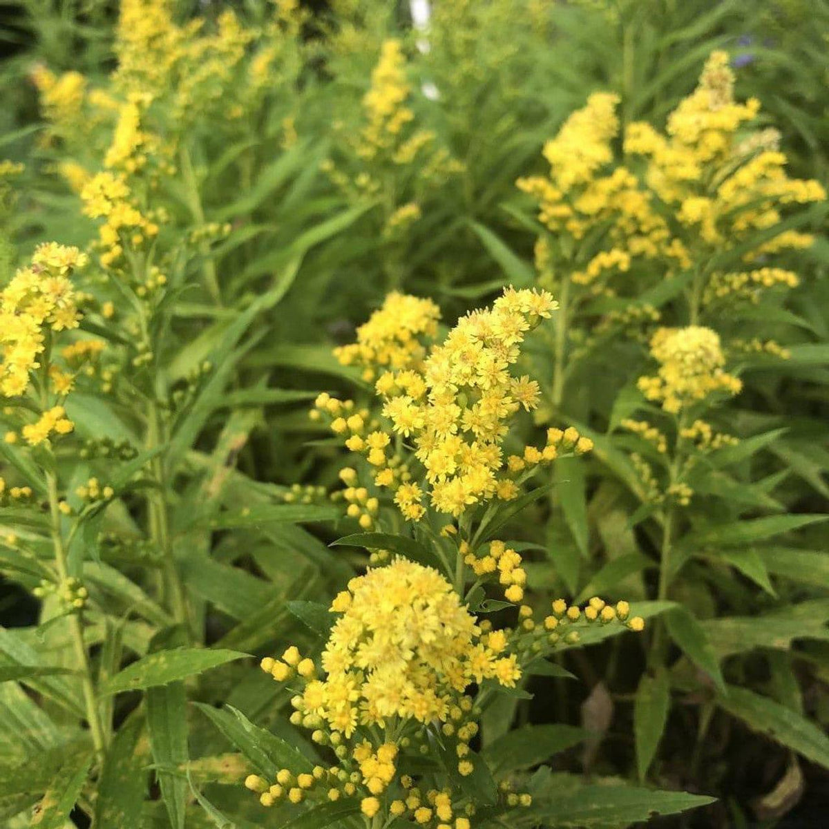 G804 Solidago 'little Lemon' - View 32 from www redcrocus com