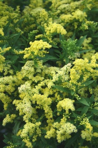 G804 Solidago 'little Lemon' - View 34 from www redcrocus com