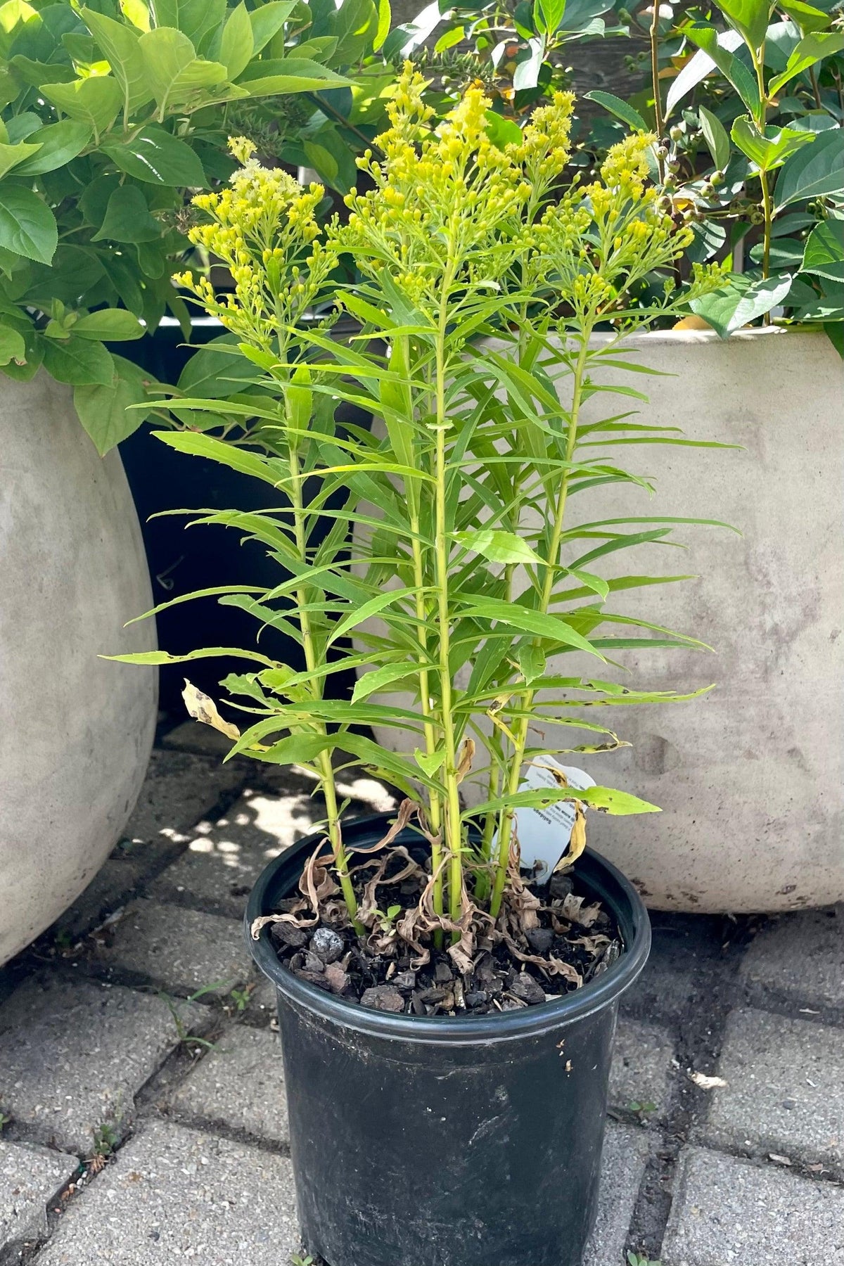 G804 Solidago 'little Lemon' - View 35 from www redcrocus com
