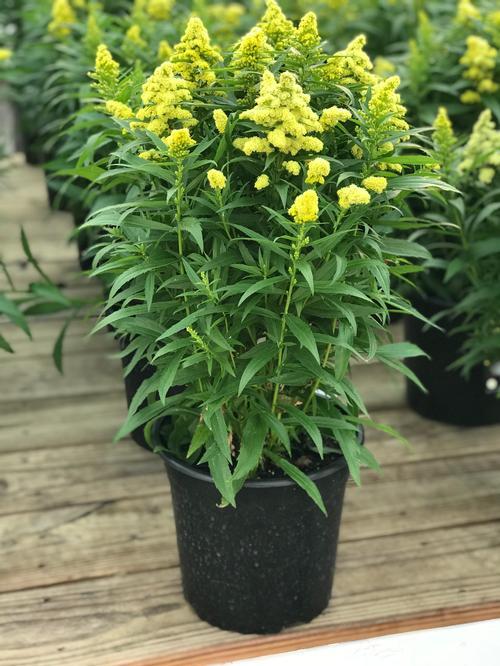 G804 Solidago 'little Lemon' - View 3 from www redcrocus com