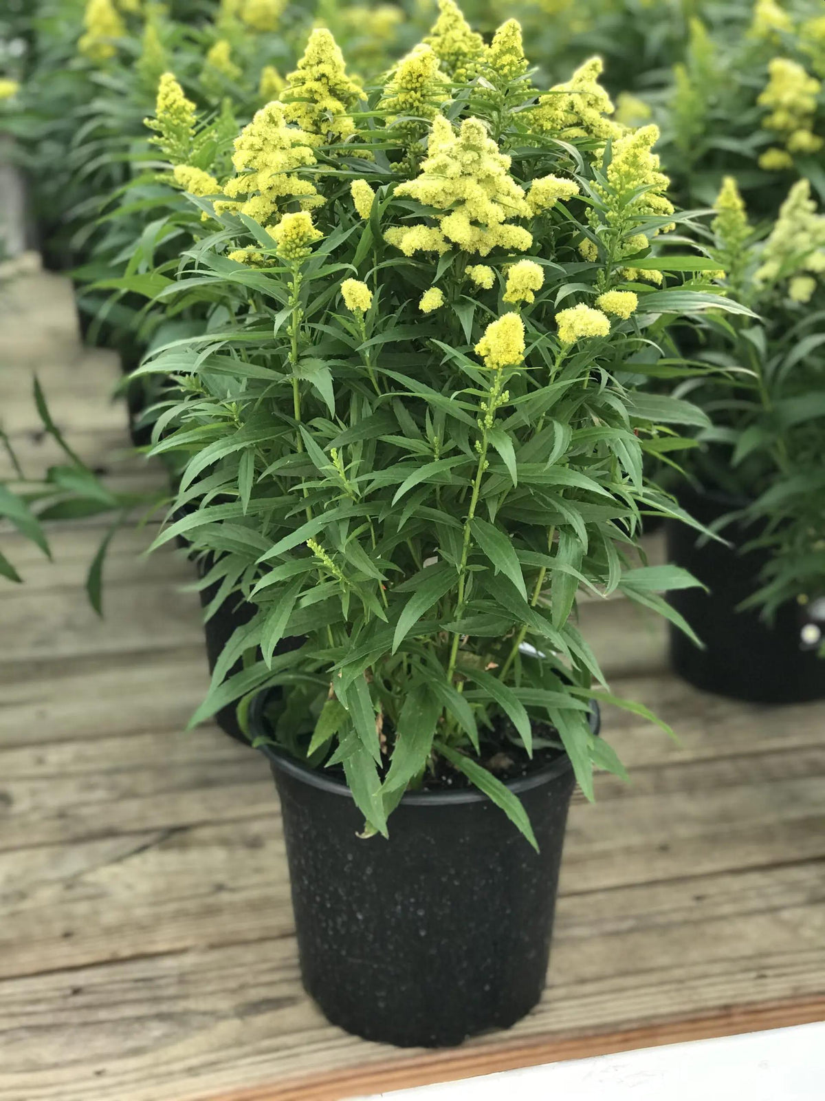 G804 Solidago 'little Lemon' - View 4 from www redcrocus com