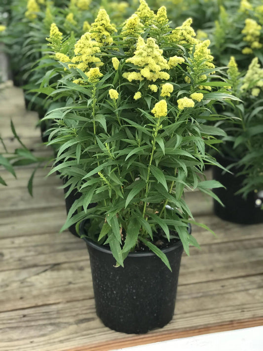 G804 Solidago 'little Lemon' - View 4 from www redcrocus com