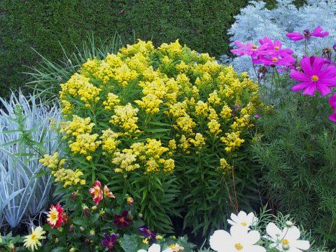 G804 Solidago 'little Lemon' - View 5 from www redcrocus com