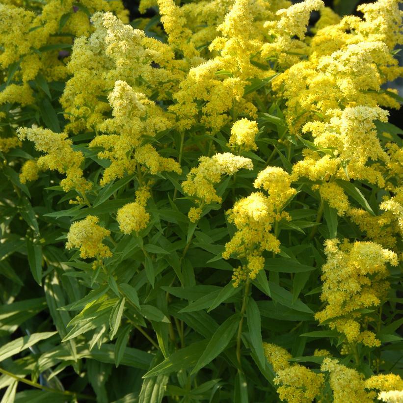 G804 Solidago 'little Lemon' - View 6 from www redcrocus com