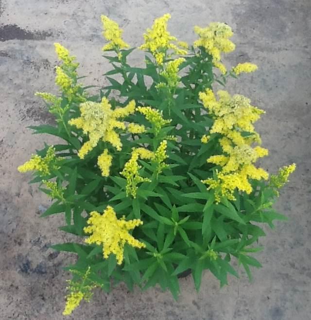 G804 Solidago 'little Lemon' - View 7 from www redcrocus com