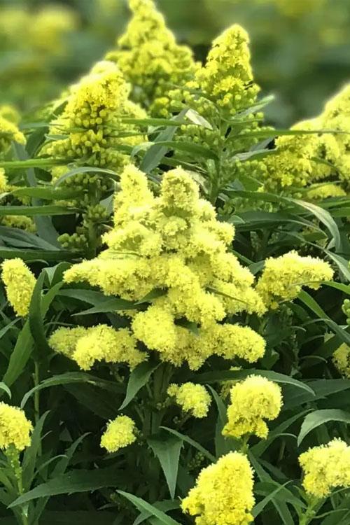 G804 Solidago 'little Lemon' - View 8 from www redcrocus com