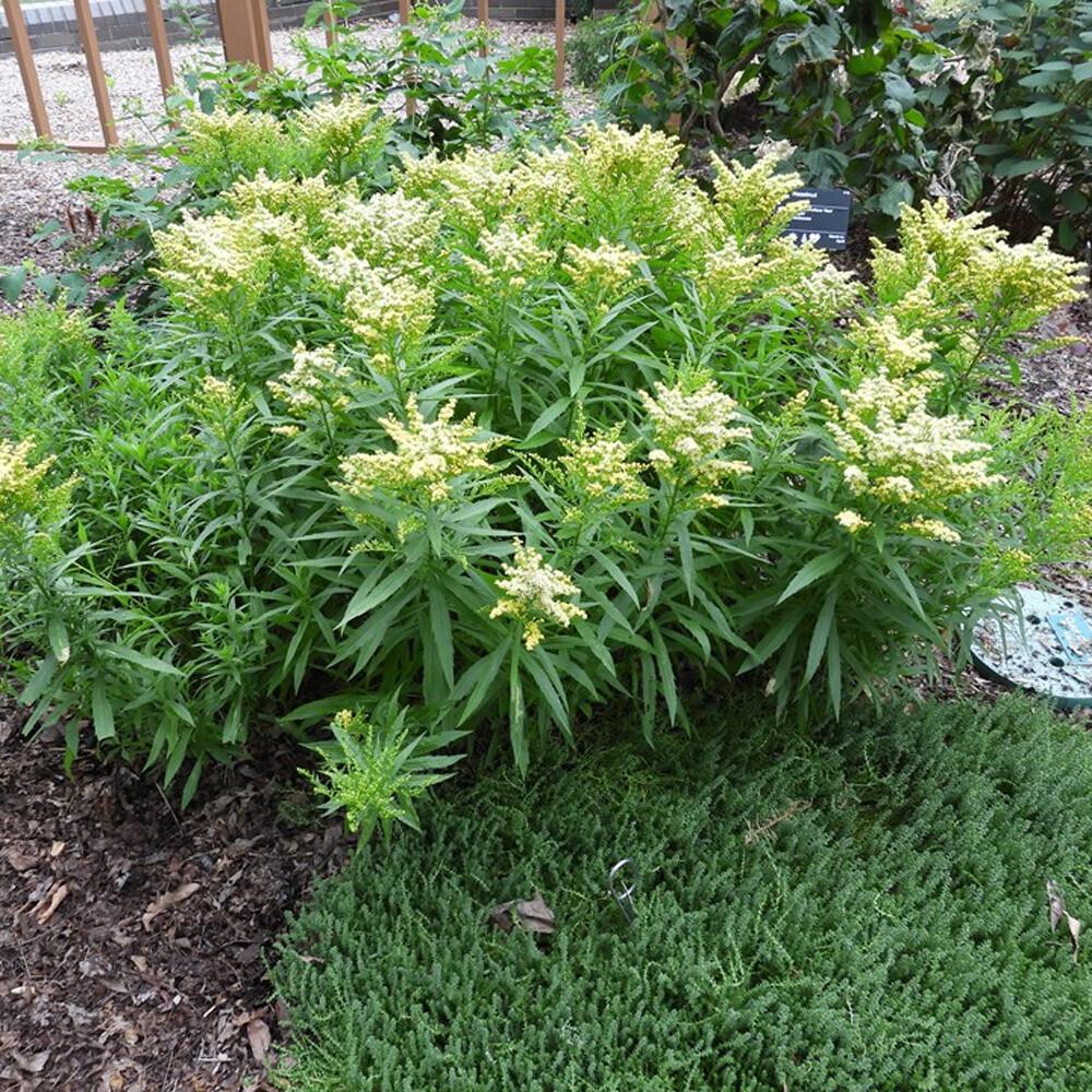 G804 Solidago 'little Lemon' - View 9 from www redcrocus com