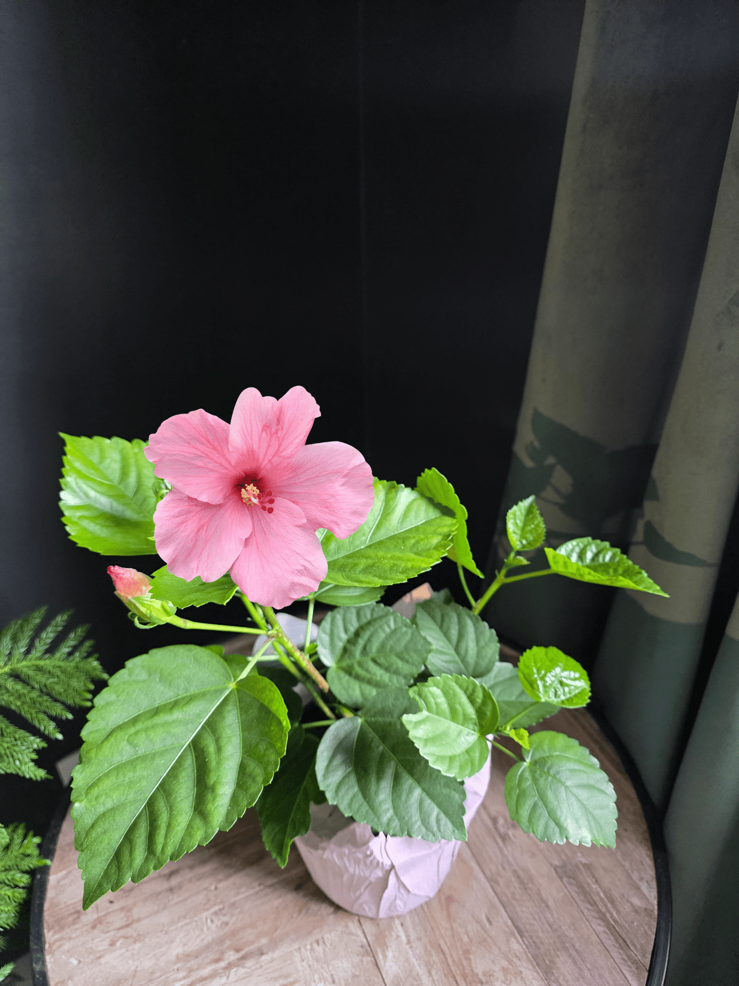 G809 Hibiscus, Assorted - View 10 from www redcrocus com