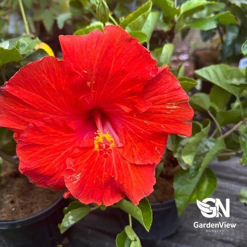 G809 Hibiscus, Assorted - View 14 from www redcrocus com