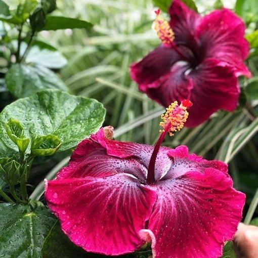 G809 Hibiscus, Assorted - View 18 from www redcrocus com