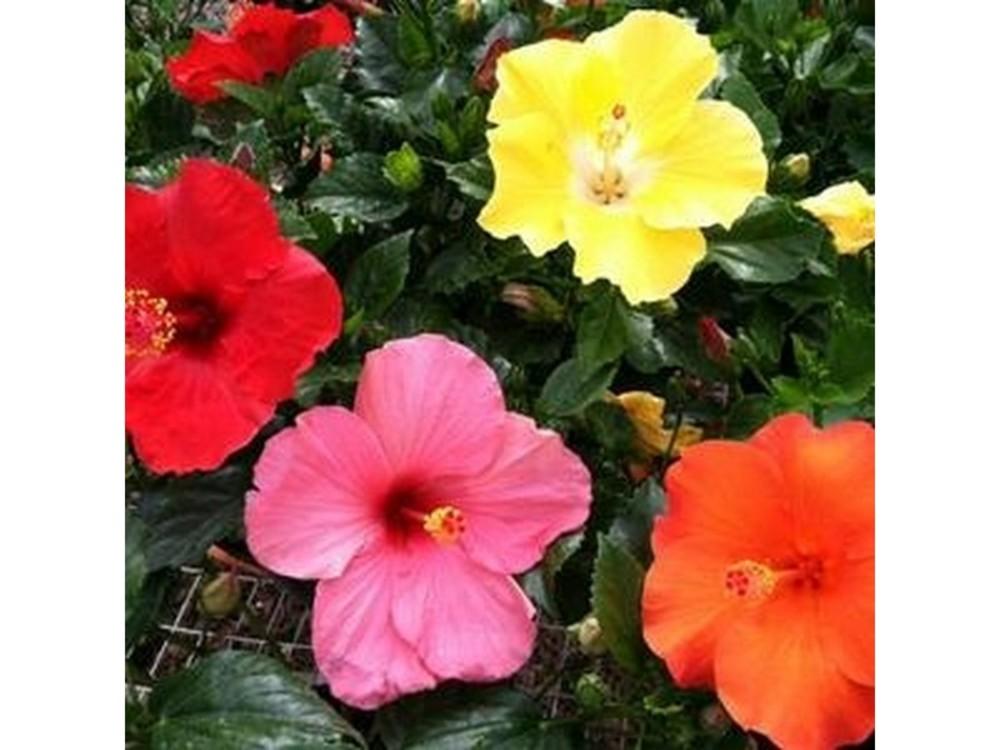 G809 Hibiscus, Assorted - View 1 from www redcrocus com