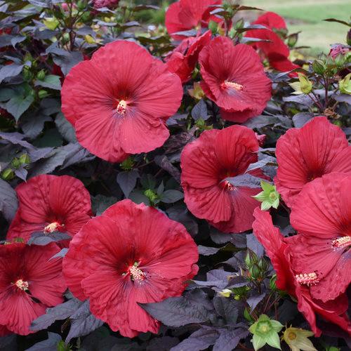 G809 Hibiscus, Assorted - View 20 from www redcrocus com