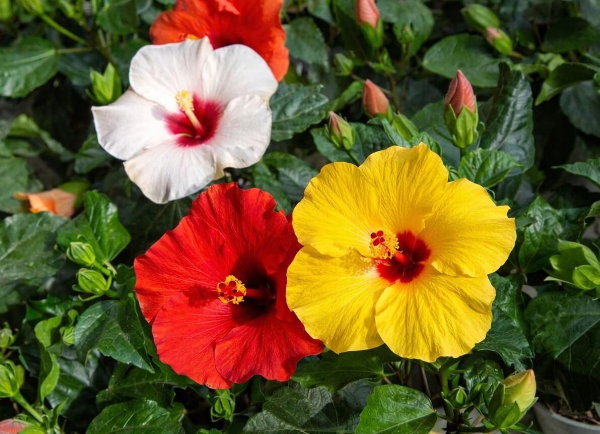 G809 Hibiscus, Assorted - View 21 from www redcrocus com