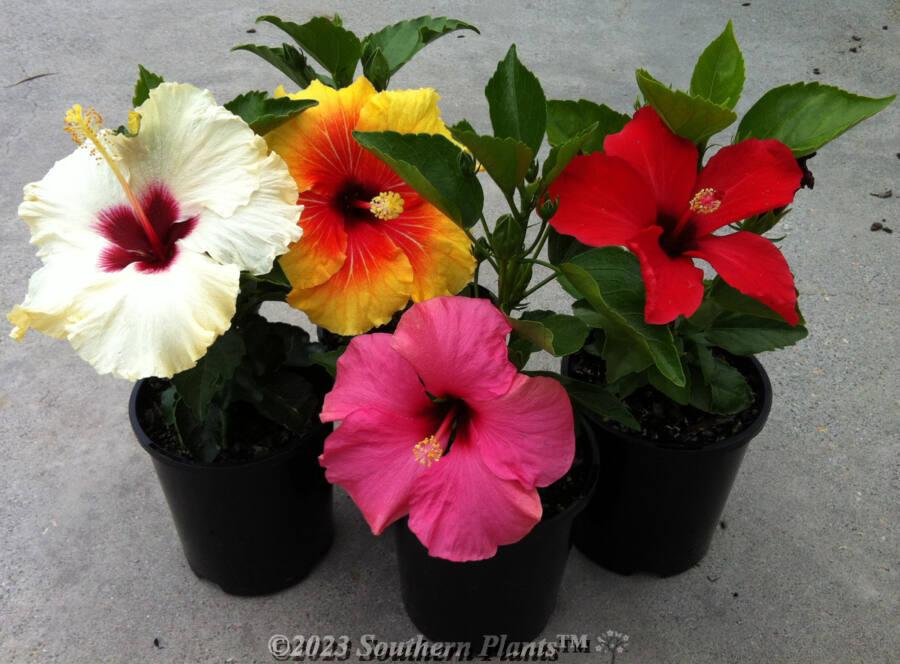 G809 Hibiscus, Assorted - View 22 from www redcrocus com