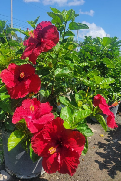 G809 Hibiscus, Assorted - View 23 from www redcrocus com