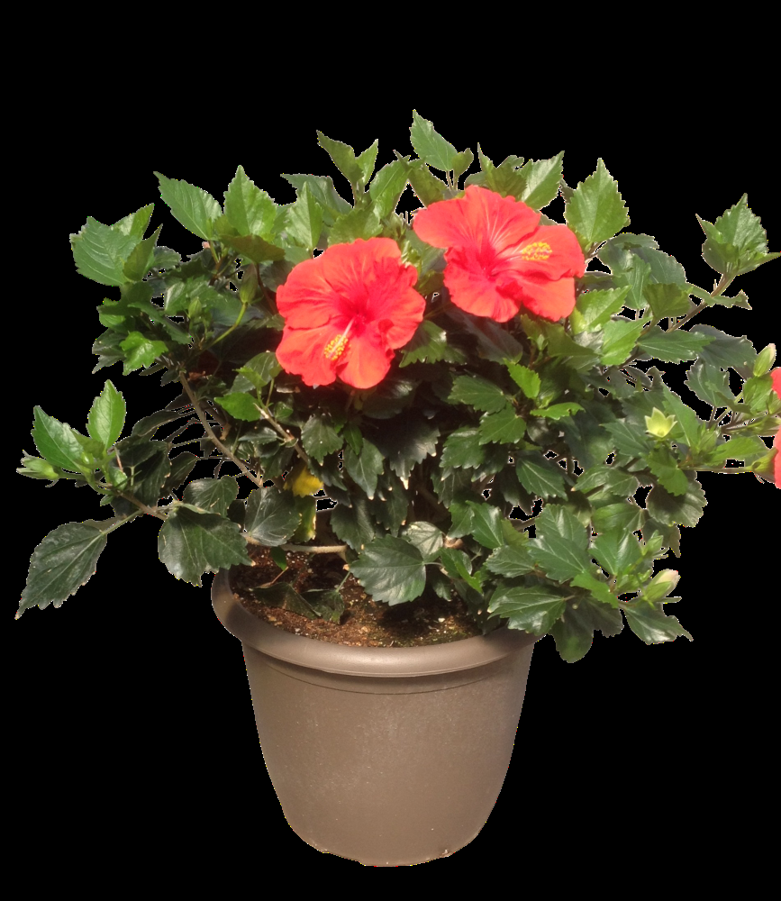 G809 Hibiscus, Assorted - View 26 from www redcrocus com