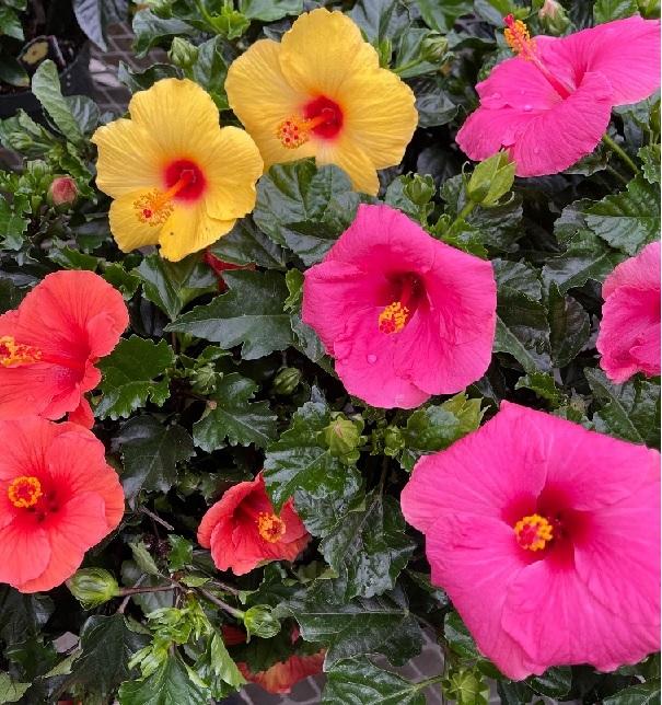 G809 Hibiscus, Assorted - View 28 from www redcrocus com