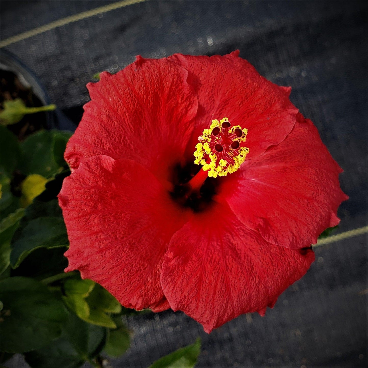 G809 Hibiscus, Assorted - View 29 from www redcrocus com