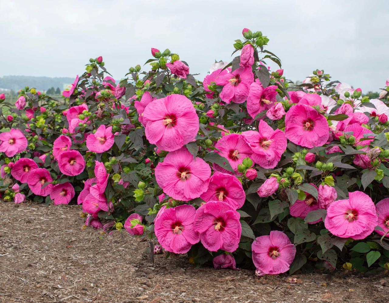 G809 Hibiscus, Assorted - View 30 from www redcrocus com