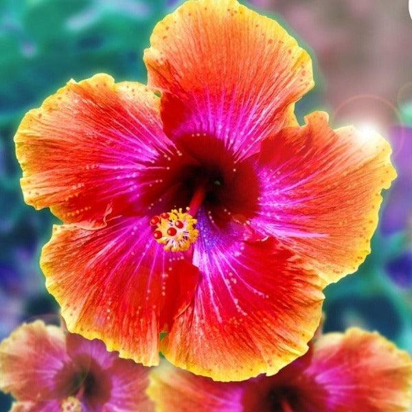 G809 Hibiscus, Assorted - View 35 from www redcrocus com