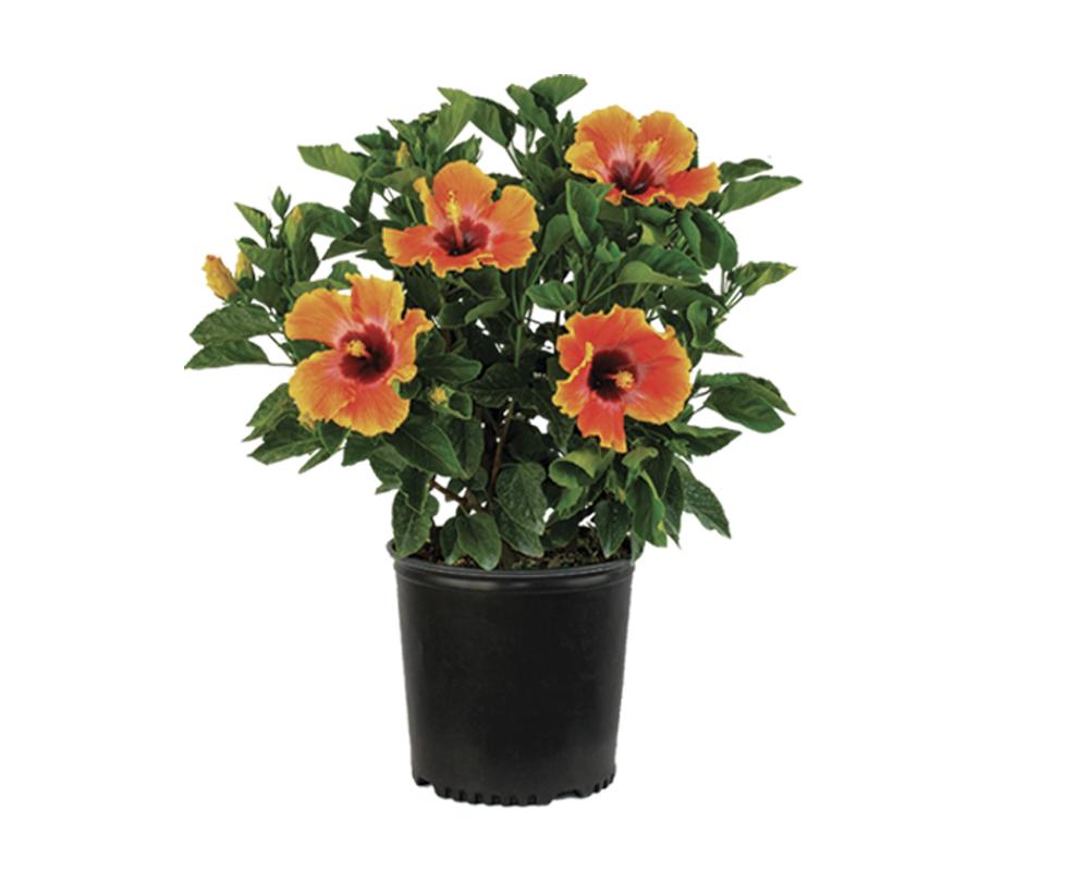 G809 Hibiscus, Assorted - View 36 from www redcrocus com