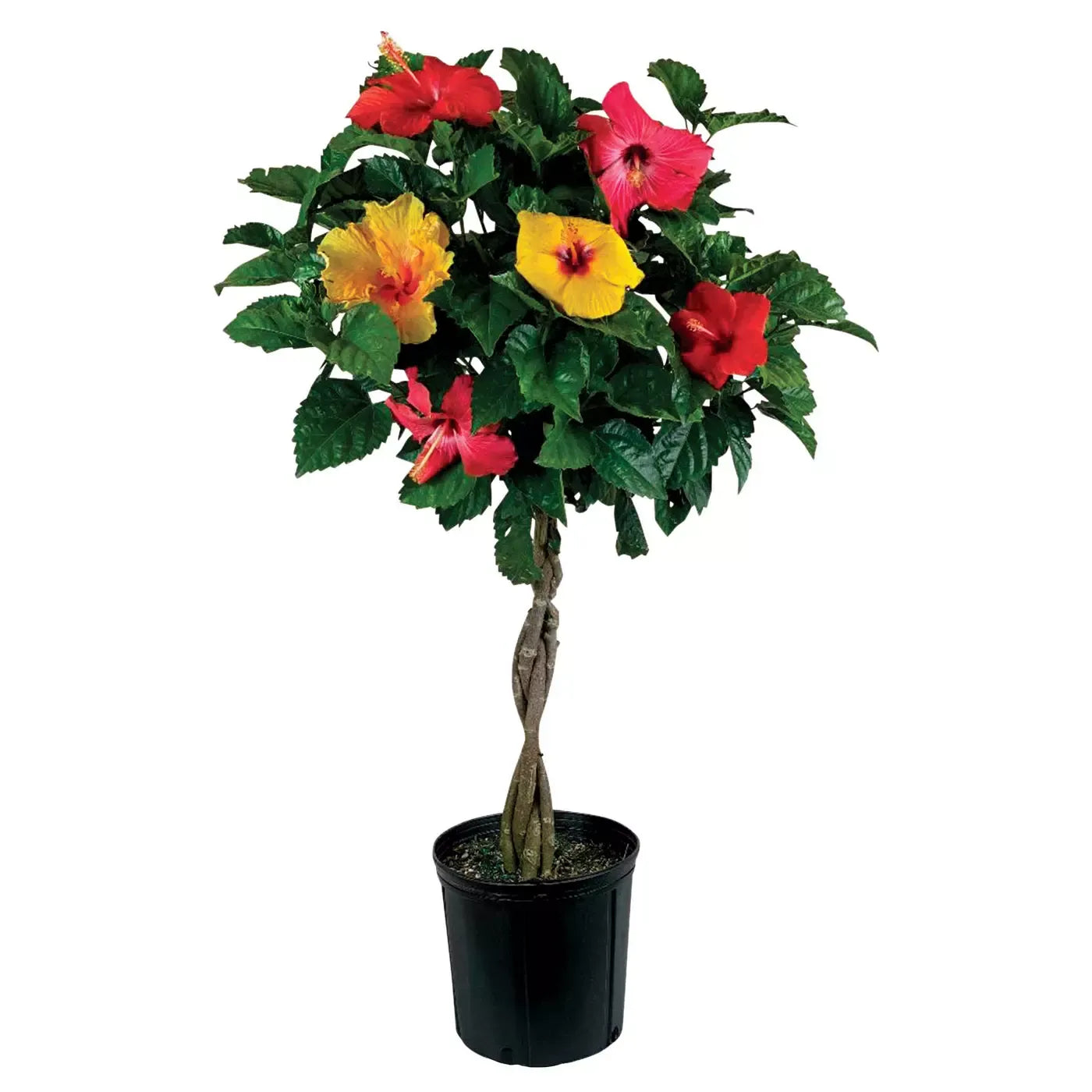 G809 Hibiscus, Assorted - View 37 from www redcrocus com