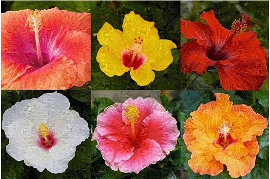 G809 Hibiscus, Assorted - View 3 from www redcrocus com