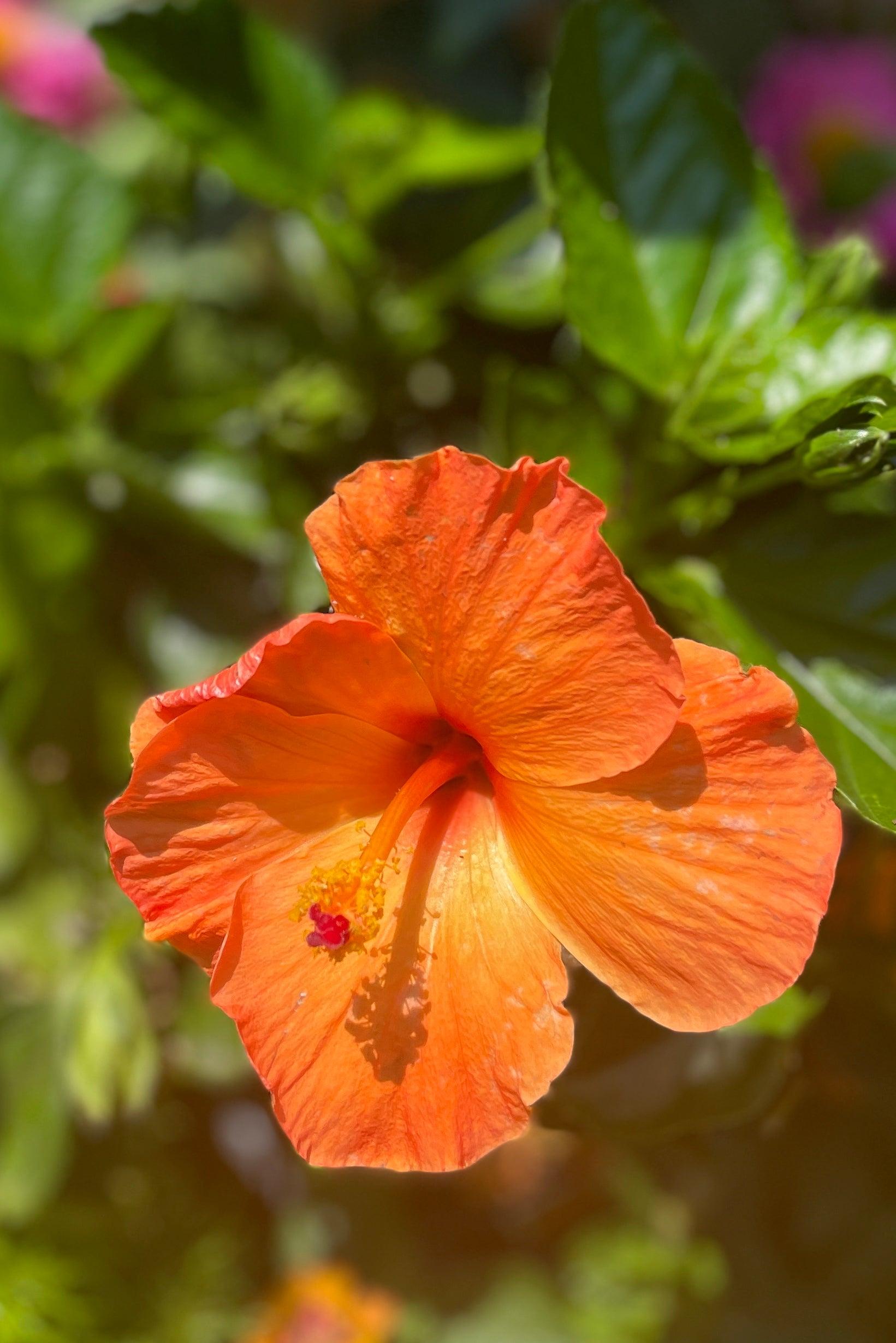 G809 Hibiscus, Assorted - View 4 from www redcrocus com