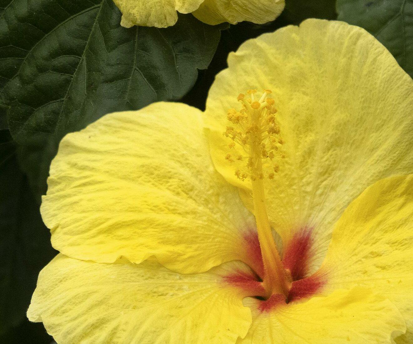 G809 Hibiscus, Assorted - View 5 from www redcrocus com