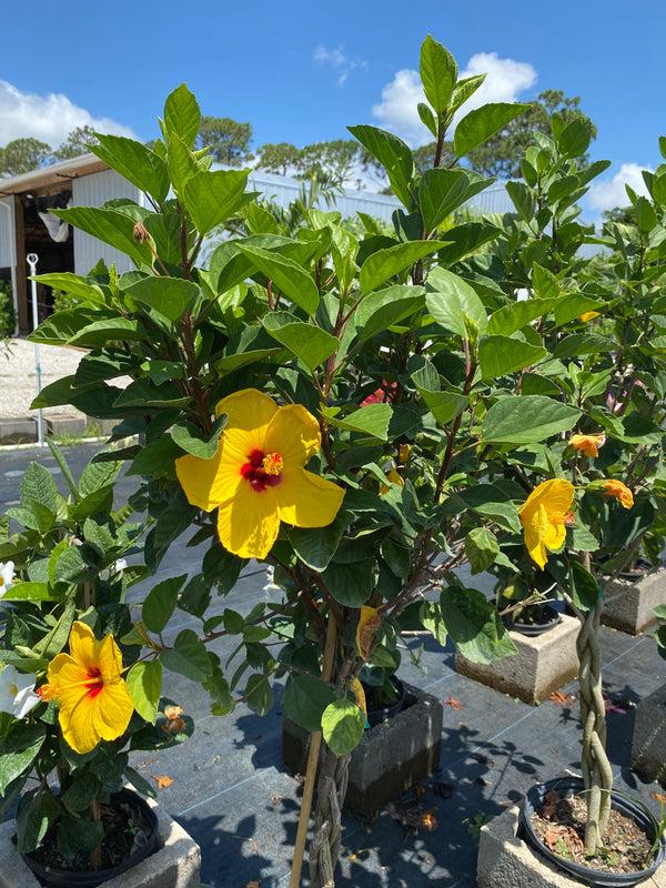 G809 Hibiscus, Assorted - View 6 from www redcrocus com