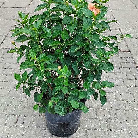 G809 Hibiscus, Assorted - View 7 from www redcrocus com