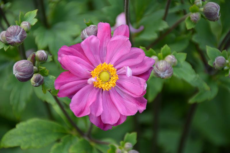 G813 Anemone 'curtain Call Deep Rose' - View 11 from www redcrocus com