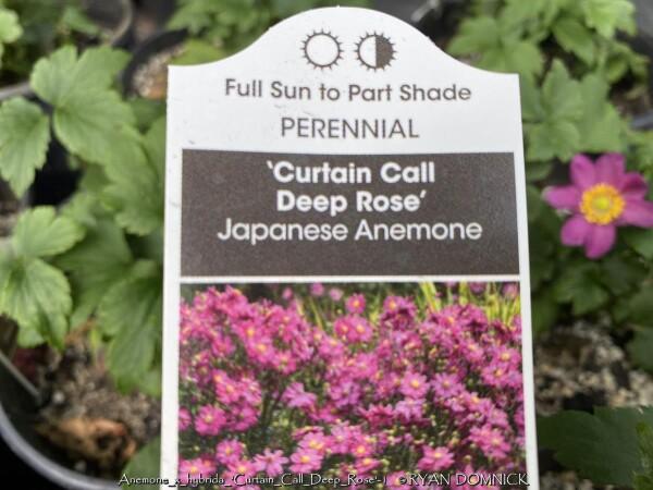 G813 Anemone 'curtain Call Deep Rose' - View 12 from www redcrocus com