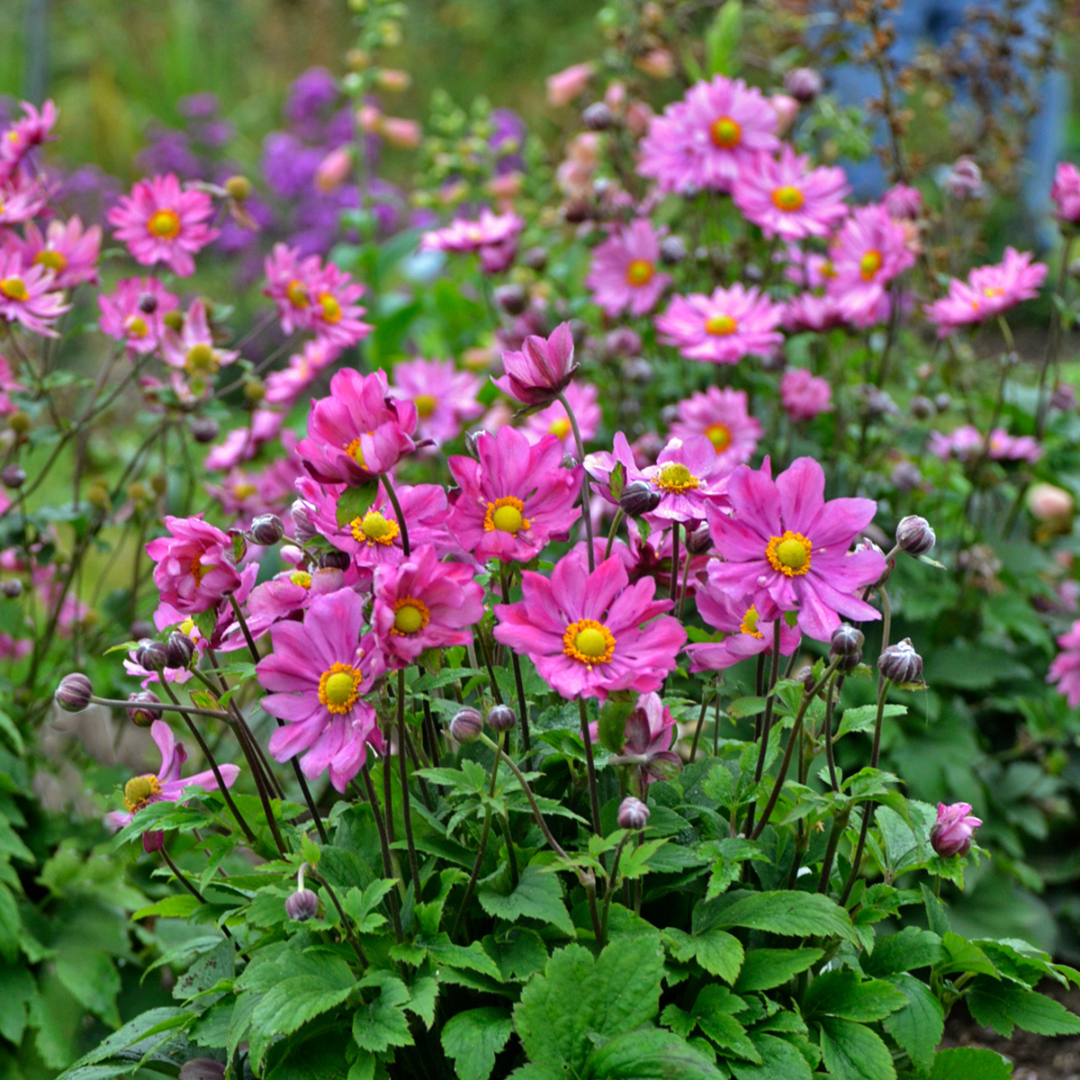 G813 Anemone 'curtain Call Deep Rose' - View 15 from www redcrocus com
