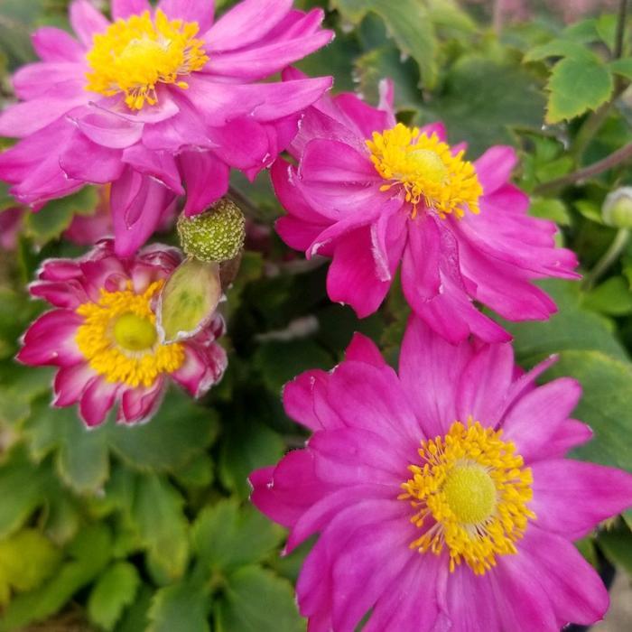 G813 Anemone 'curtain Call Deep Rose' - View 16 from www redcrocus com
